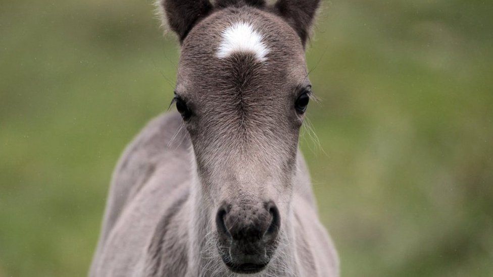 Grey pony looks straight down the camera lense