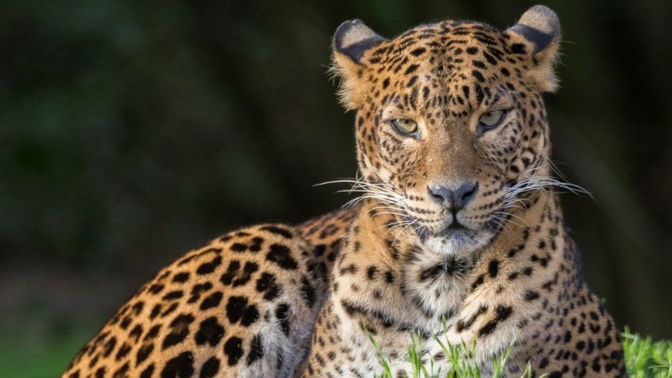 Sri Lankan leopard Sariska