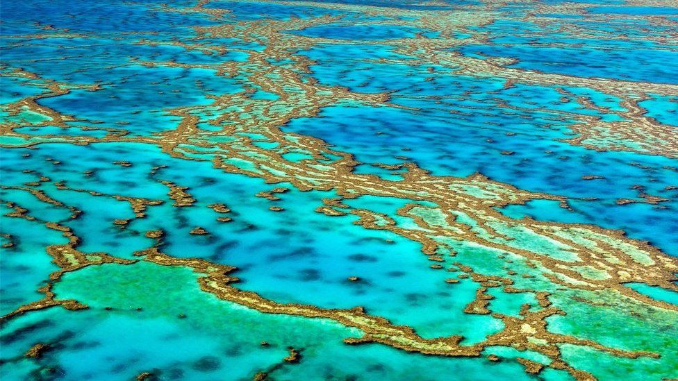 Great Barrier Reef: Swimming deaths prompt new safety rules - BBC News