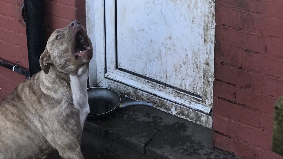 Newport: Owner jailed after dog nearly dies during heatwave - BBC News