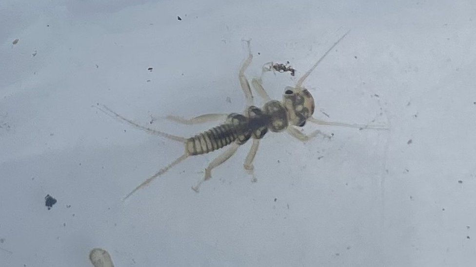 Data from stonefly larvae (pictured) and other types of riverfly can provide key biological indicators of river health