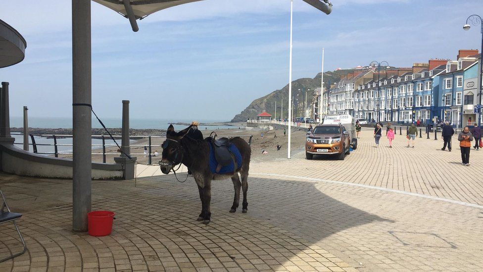 A donkey shelters from the sun on Aberystwyth front