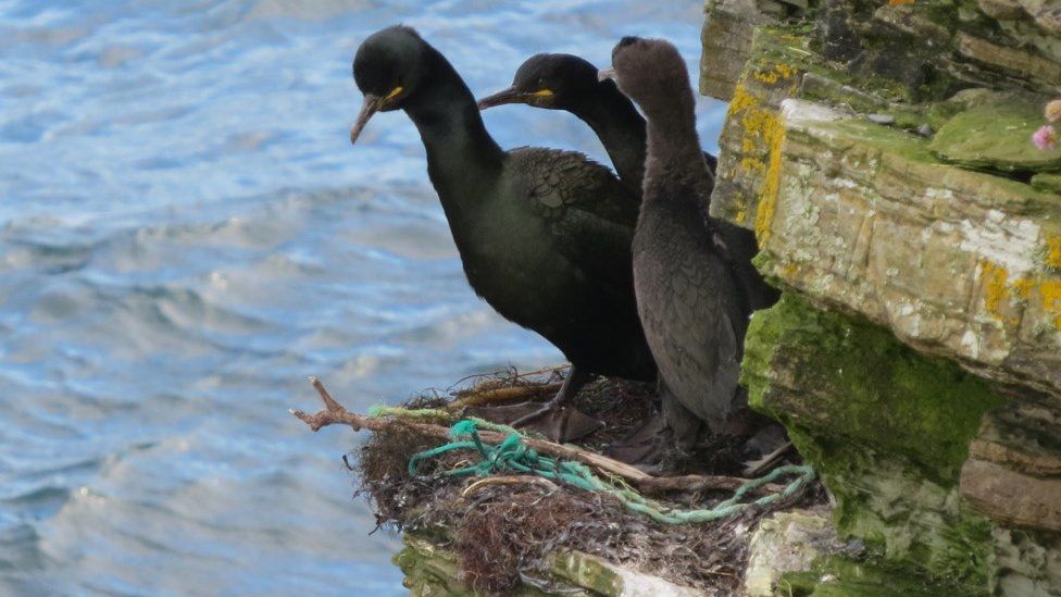European shag with pollution in nest