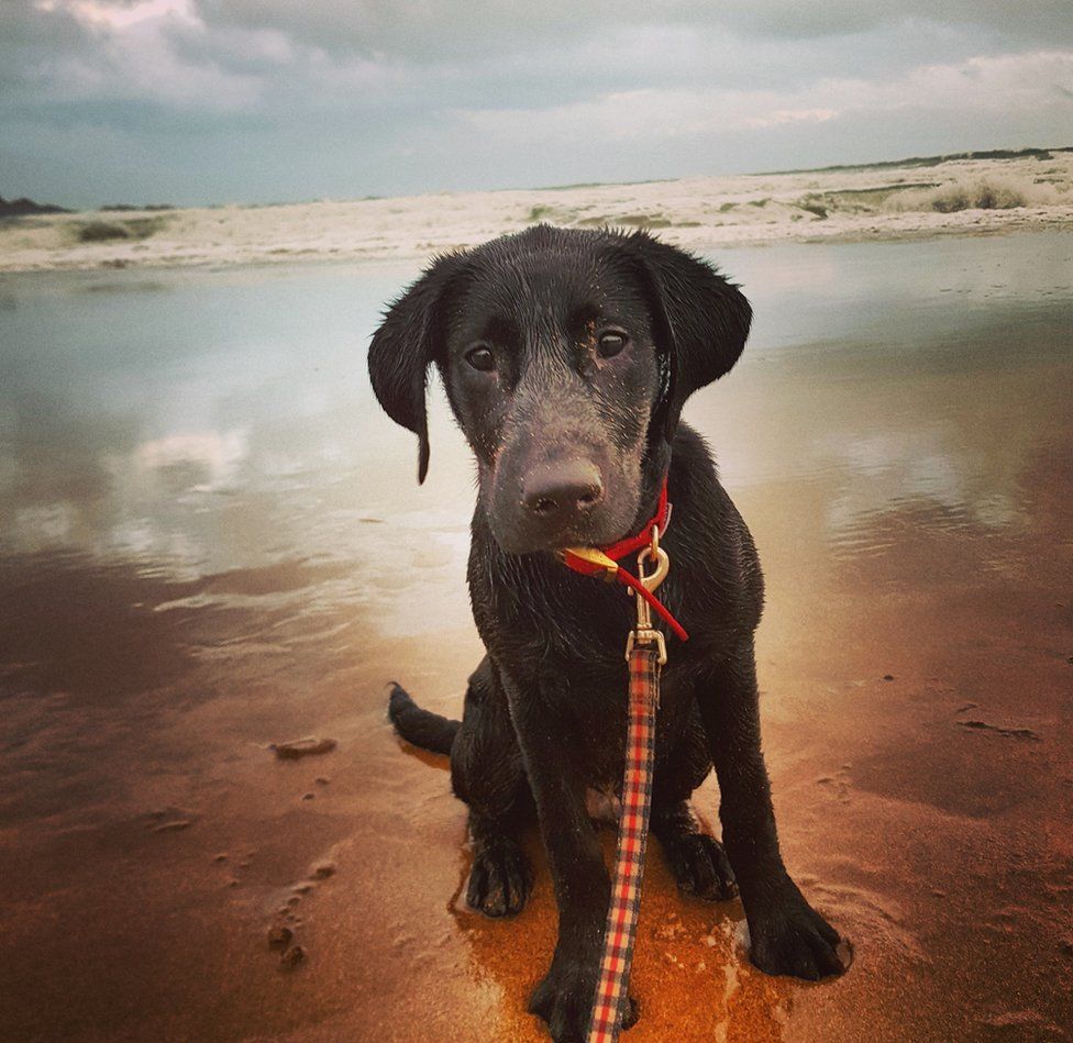 Labrador puppy on beach
