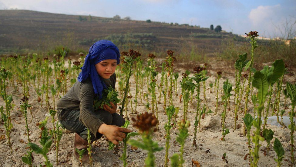A Syrian refugee girl harvests tobacco leaves at a field in the southern village of Jibchit, Lebanon (11 August 2016)