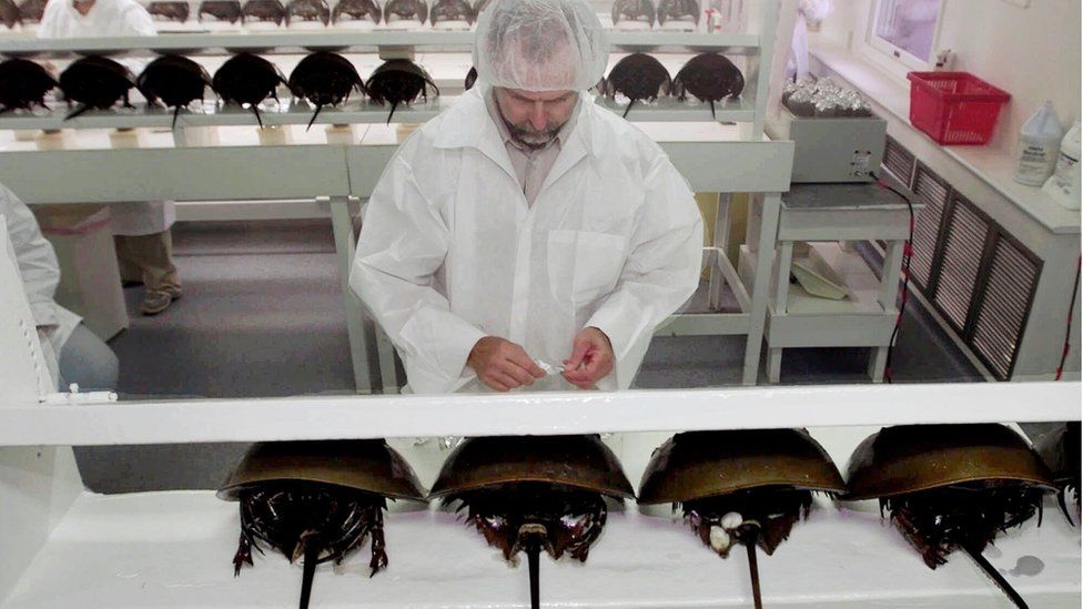 Hundreds of Japanese horseshoe crabs wash up dead on beaches BBC News