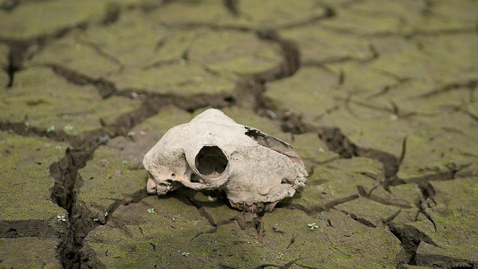 Animal skull on a dried up river bed