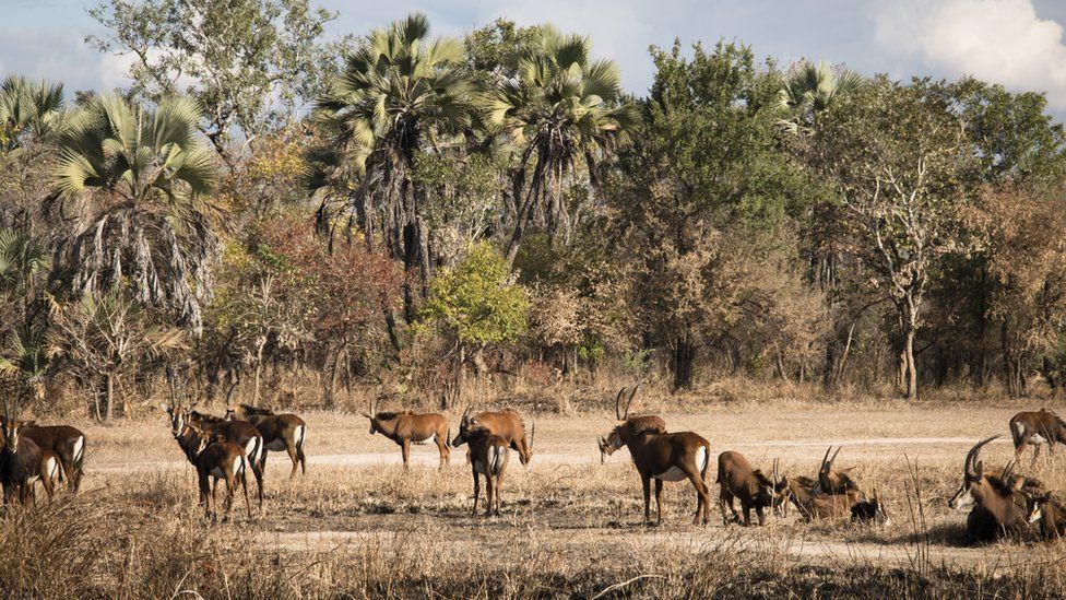 Группа водяных козлов в национальном парке Горонгоса