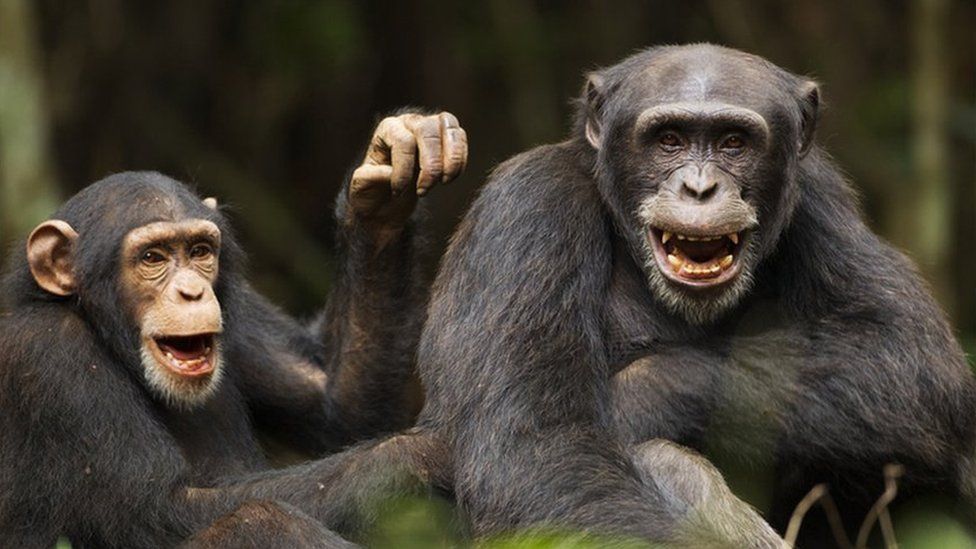 Chimps 'can recognise friends' they haven't seen in years, scientists ...