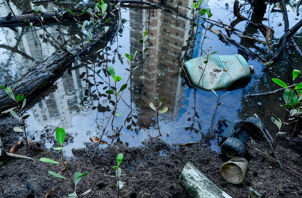 A high rise building is seen reflected in a puddle in an area of mangrove saplings in Brazil