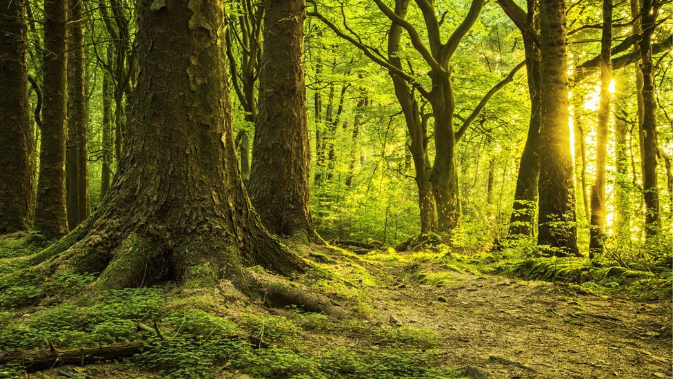 Bosque