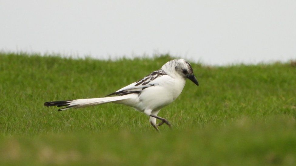 Rare white magpie spotted in Pembrokeshire in 'special' moment - BBC News