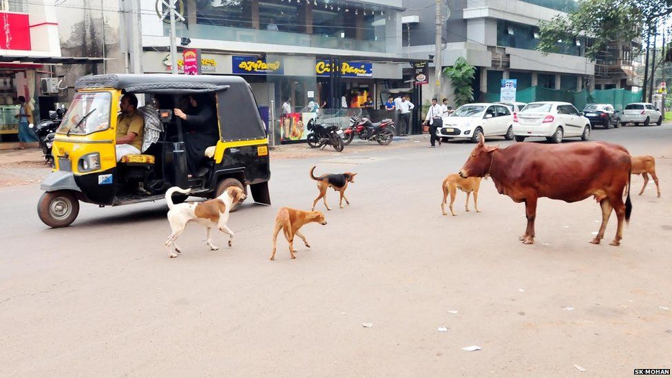 Бродячие собаки в Керале
