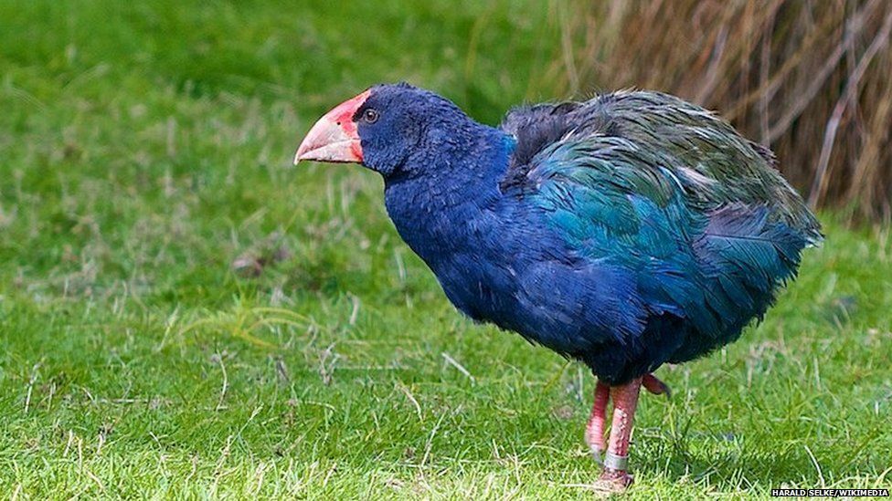 New Zealand: Rare birds shot as cull goes wrong - BBC News