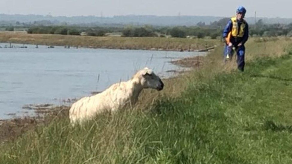 Sheep near sea