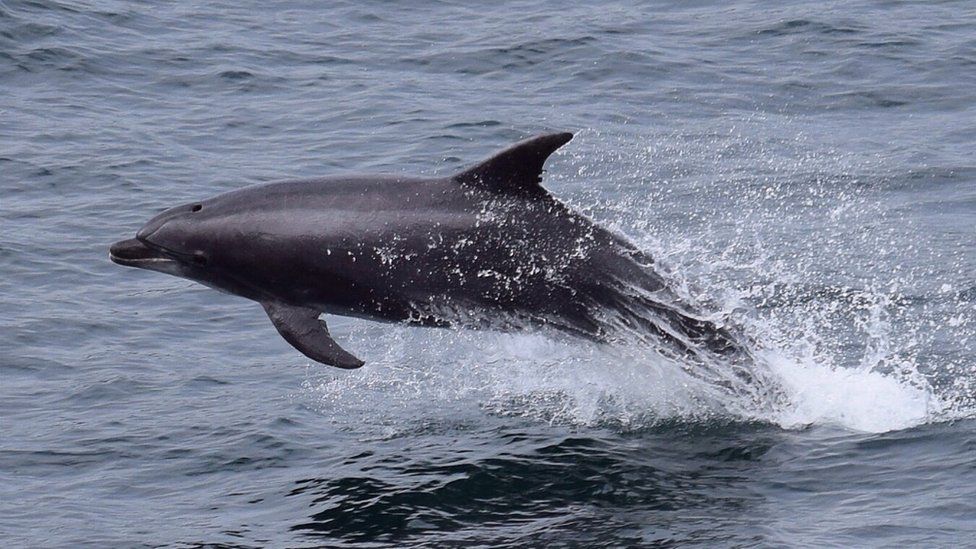 CalMac ferry crews record 50 whale and dolphin sightings - BBC News