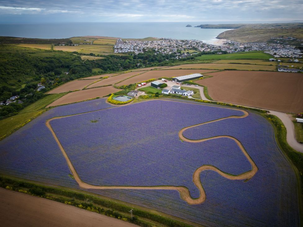 Purple field in Cornwall temporary race track BBC News