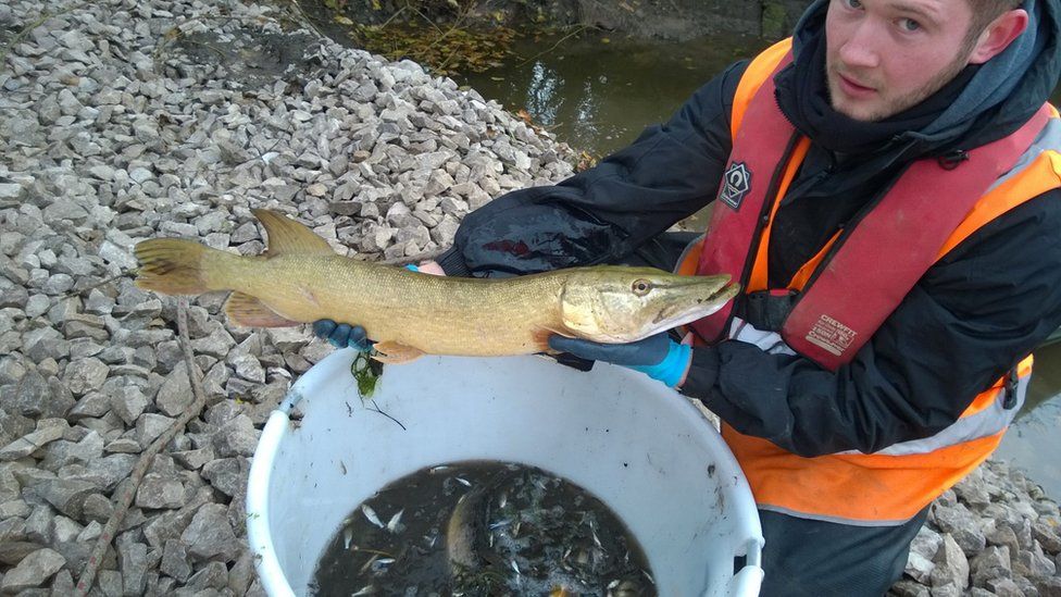 A pike rescued from the Lune Aqueduct
