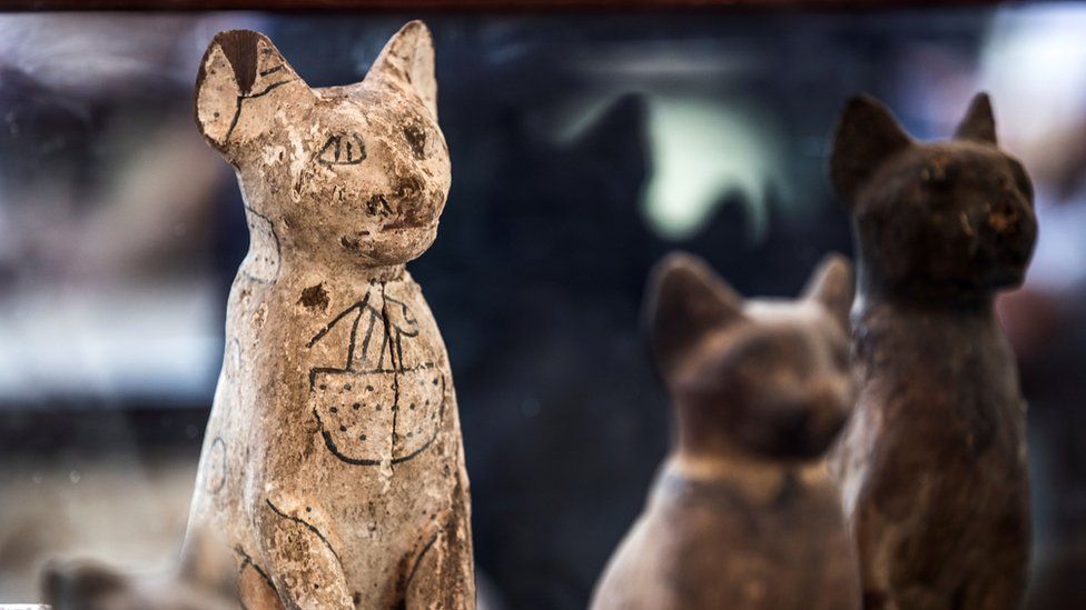 Выставка мумифицированных животных близ Каира, ноябрь 2019
