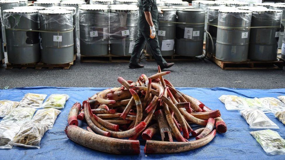 A member of a wildlife personnel team walks past containers with seized ivory tusks before the ivory was destroyed