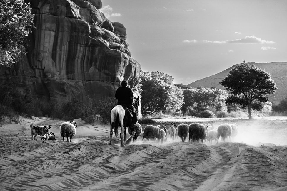 The sheep are herded back to their pen at the entrance of the canyon. Chinle, Arizona, USA