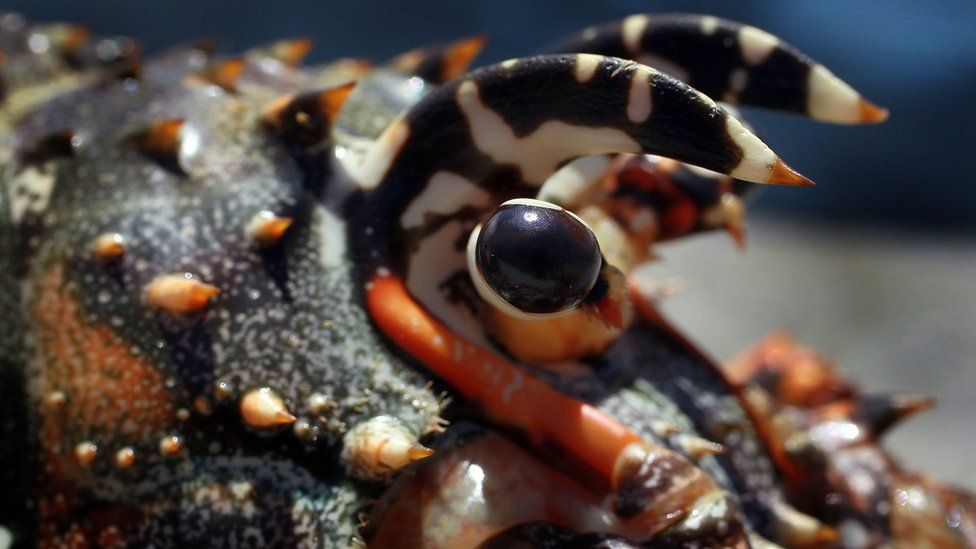 Lobster in Florida, US