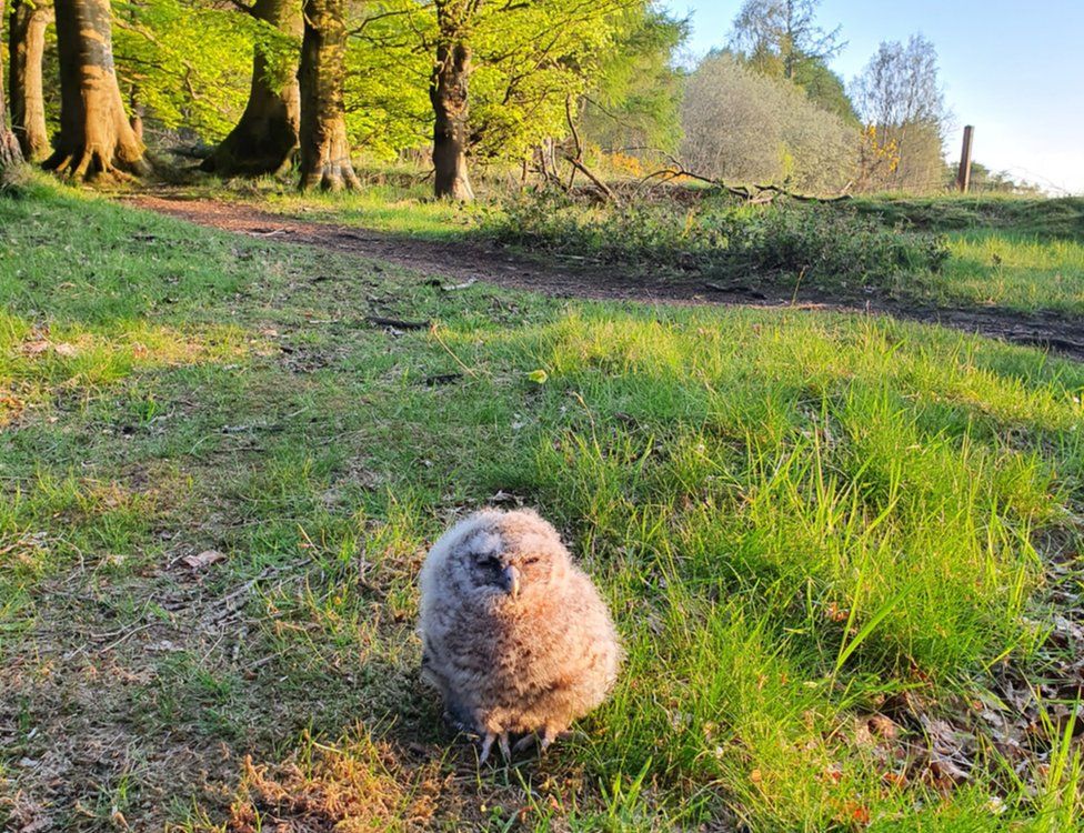 Tawny owl in Burnturk in Fife