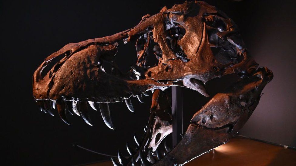 Gorgosaurus: 76-million-year-old skeleton to be auctioned - BBC Newsround