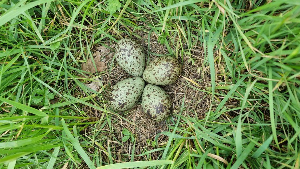 Four green and brown coloured eggs in a nest in the grass