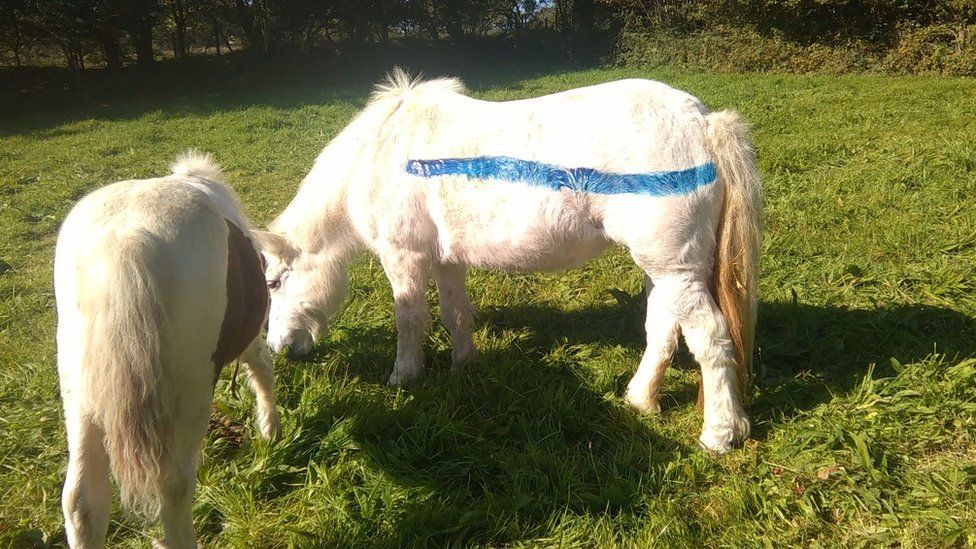 Pony with blue paint on its coat