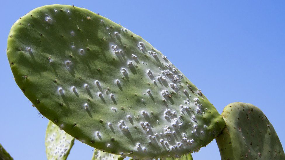 Cochineal on a cactus