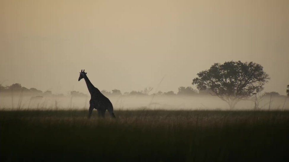 Giraffe roaming through Okovango wilderness in Angola, June 2016