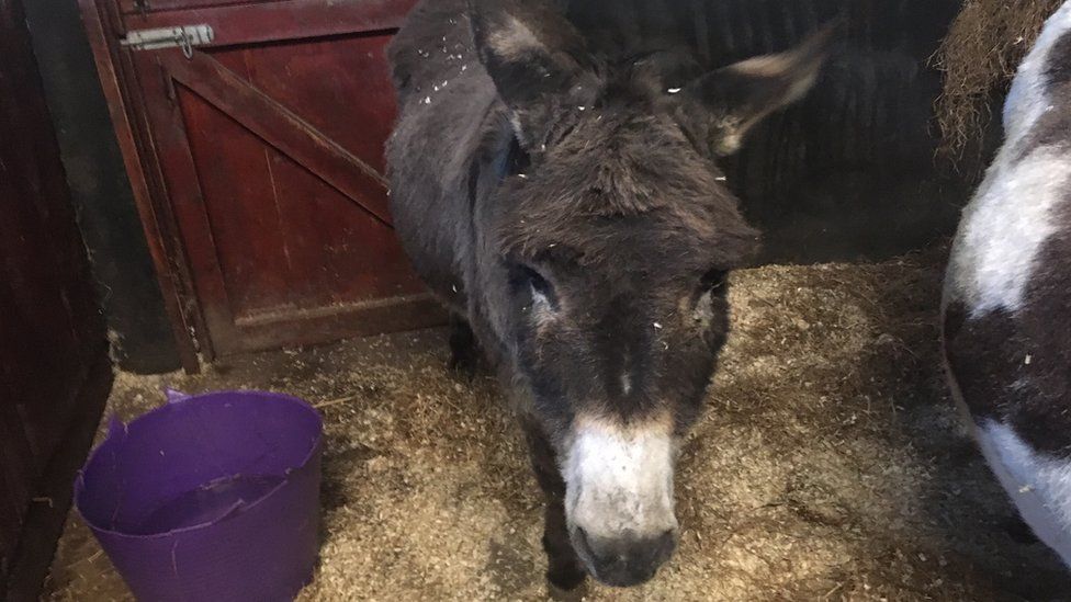 Bubbles the donkey