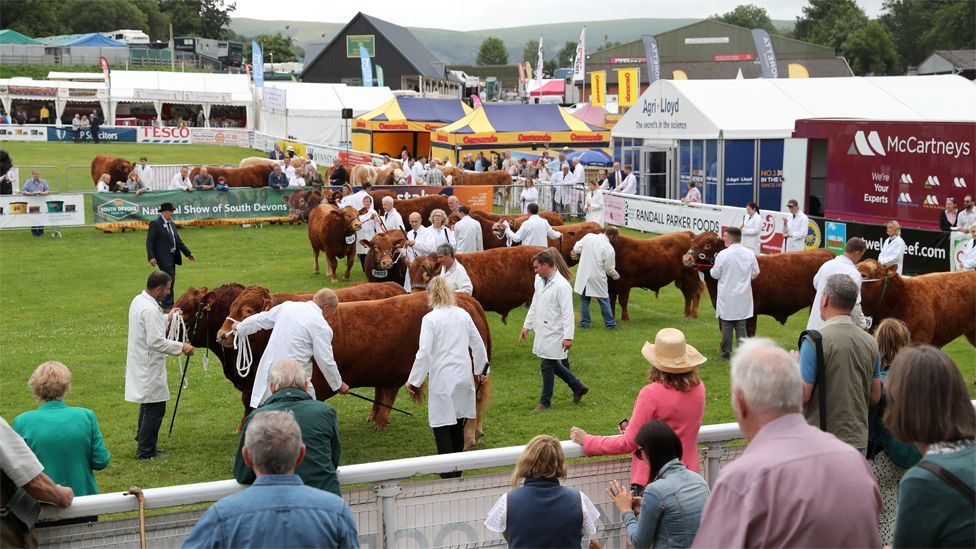 A line up of cows at the Royal Welsh Show