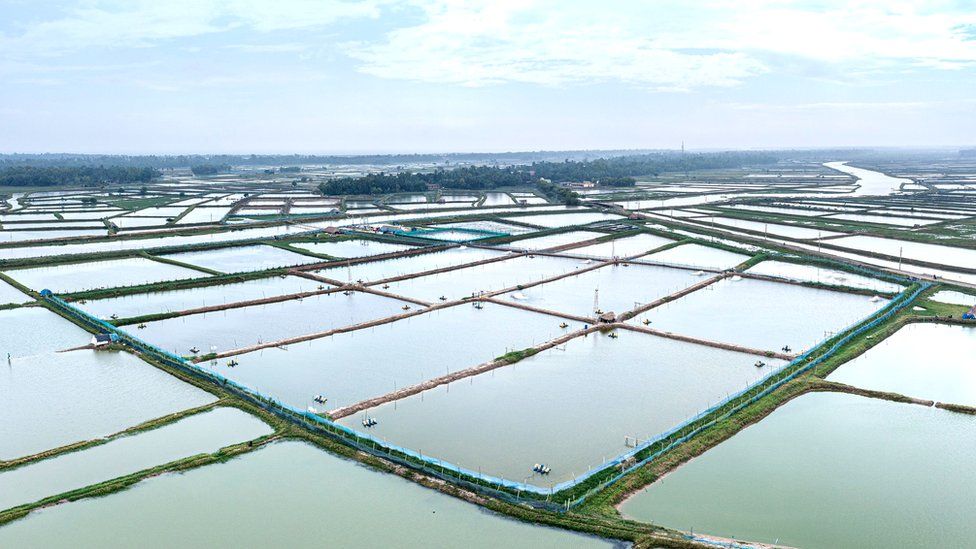 Garnelenfarm in Jagatsinghpur, Odisha, Indien