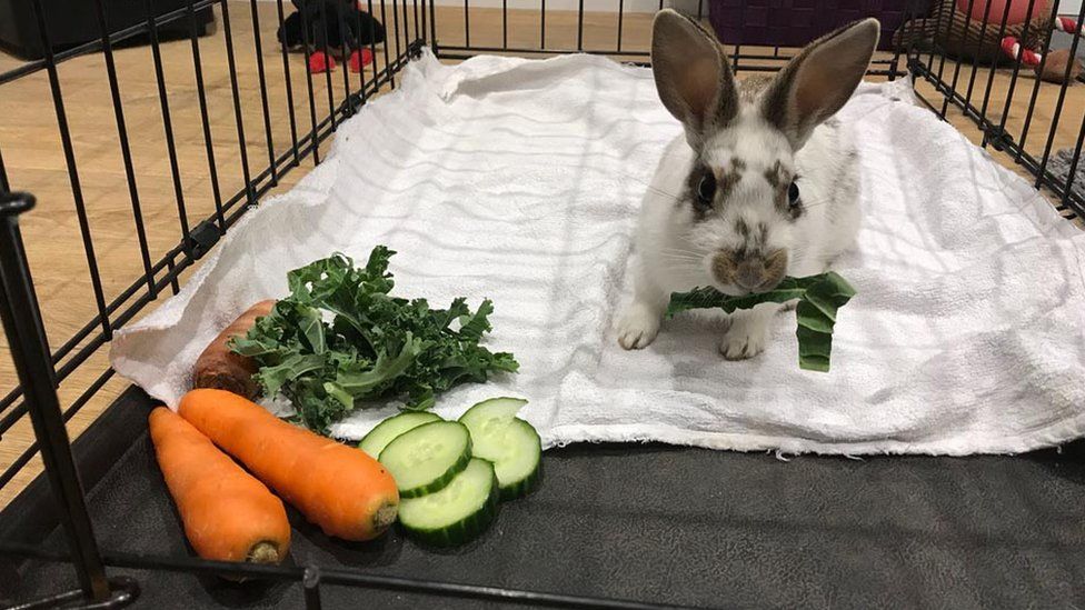 Rescued rabbit