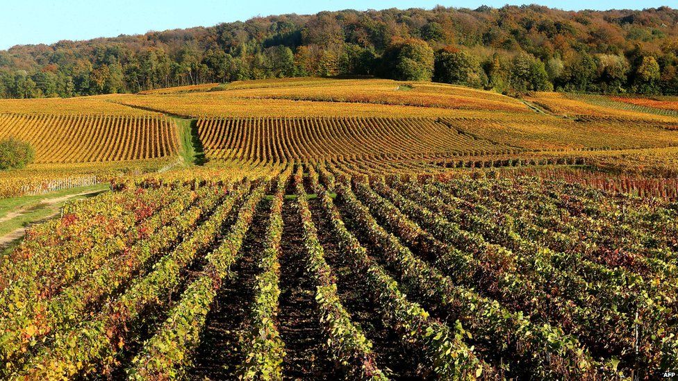 Champagne vineyards of eastern France