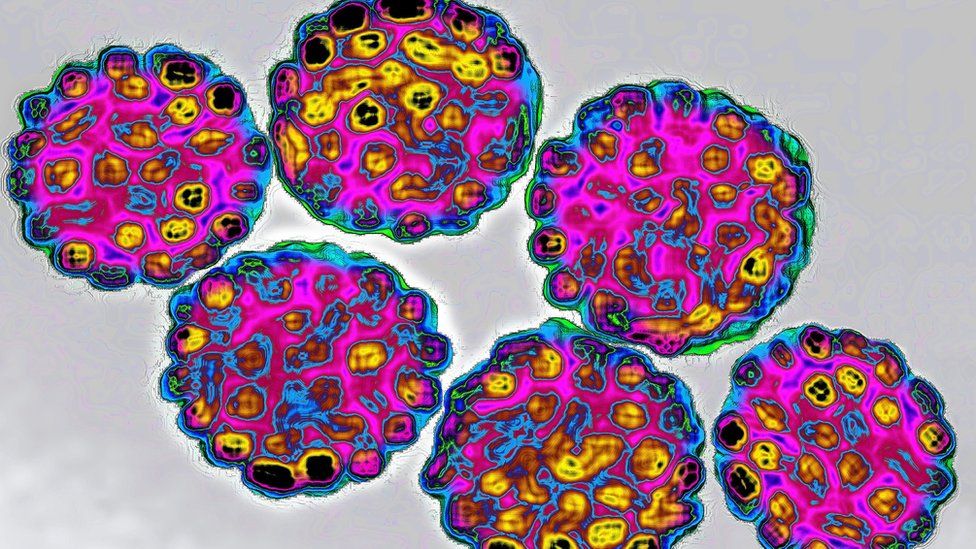 The Human Papilloma Virus (HPV)