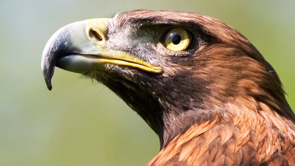 Golden eagle (c) Science Photo Library