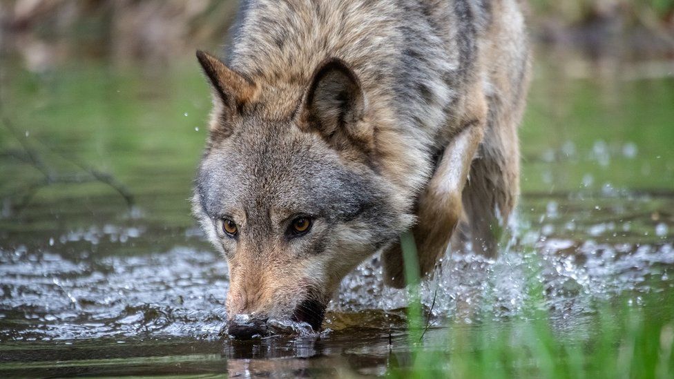 A wolf in the Netherlands drinks from a lake