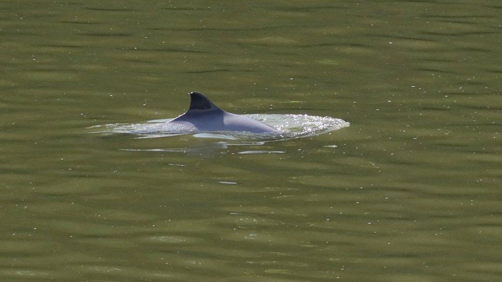 Harbour porpoises spotted swimming in River Severn - BBC News