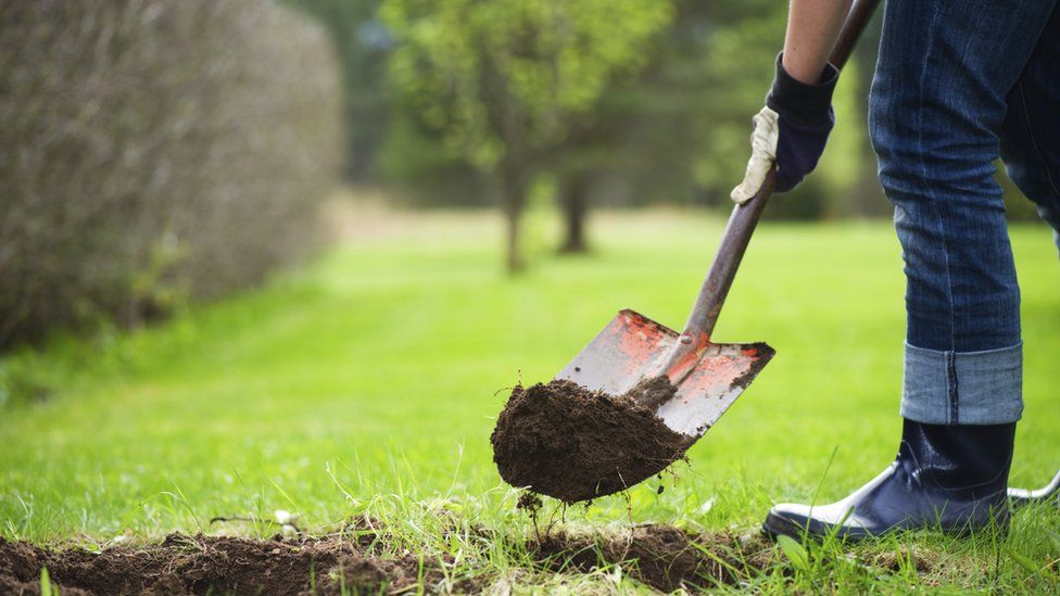 Gardener digging hole in lawn