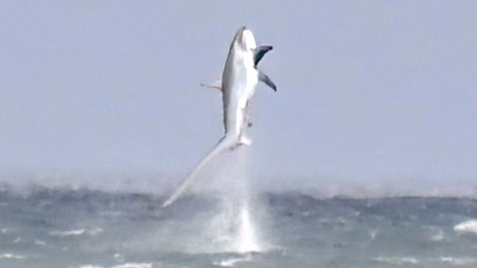 Thresher sharks leaps into the air off Cardigan Bay