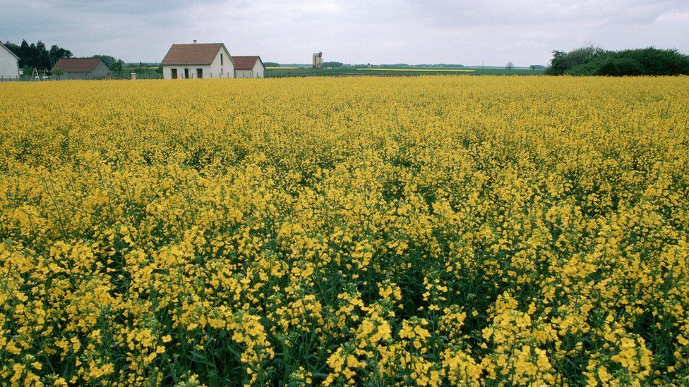 Image shows French mustard meadow