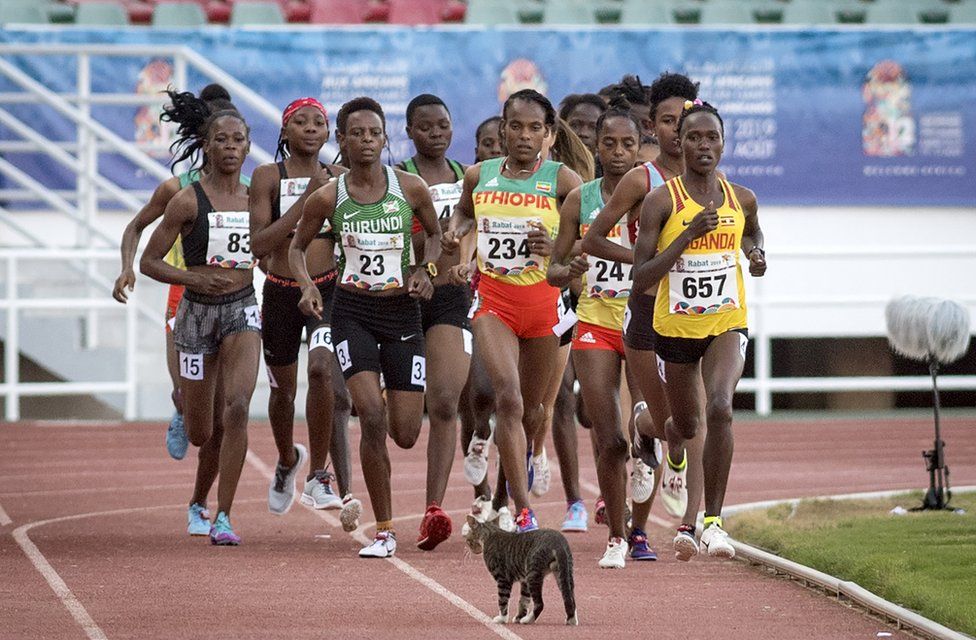 A cat stands in front of runners during a race