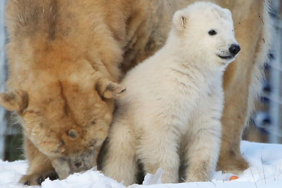 Polar bear cub and mum
