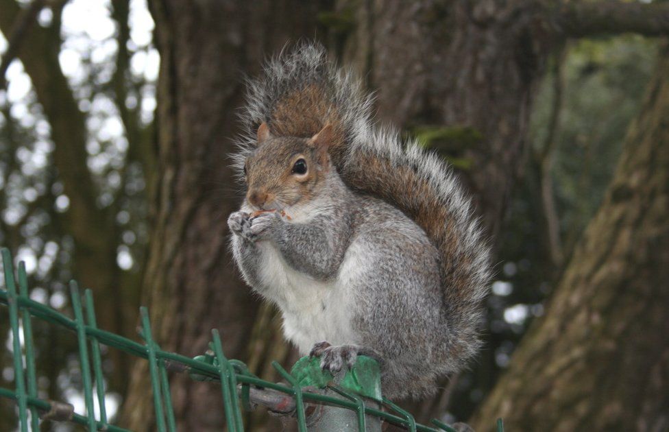 Kate Morrissey captured this squirrel eating nuts at Barry Island