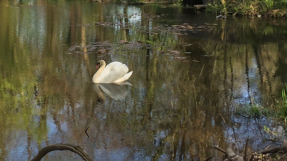 One of the swans at Withybush Woods in Haverdfordwest
