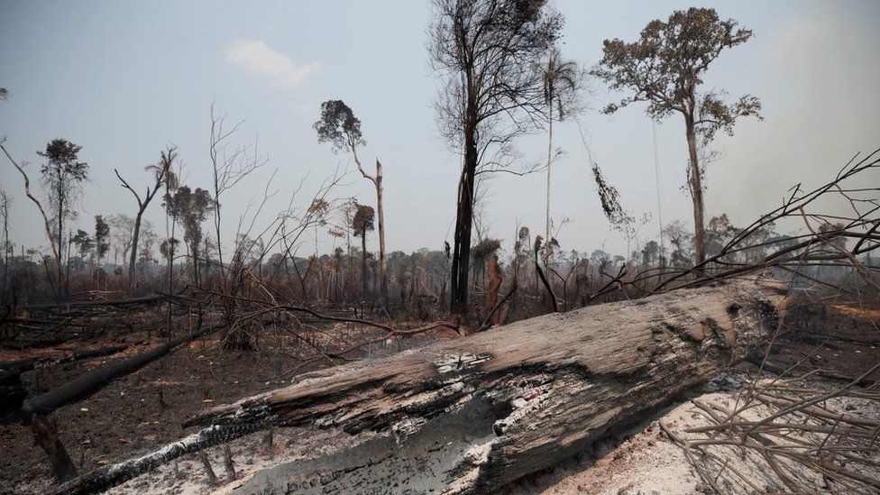 Charred trunks are seen on a tract of Amazon jungle, that was recently burned by loggers and farmers, in Porto Velho