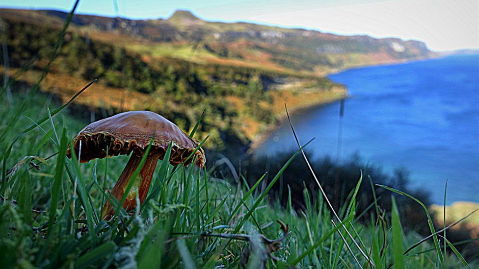 A mushroom looks out at the cliff top view at Hallaig, on island of Raasay near Skye